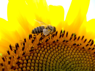 Image showing Honey bee collecting pollen 3