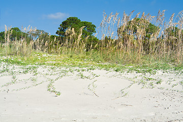 Image showing Sea Oat Grass Beach Dunes Hilton Head South Carolina, USA
