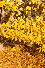 Image showing Yellow Leaves Falling Star Magnolia Tree in Autumn