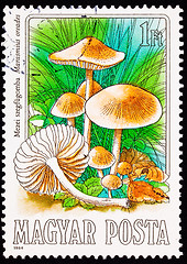 Image showing Canceled Hungarian Postage Stamp Edible Mushroom, Scotch Bonnet,