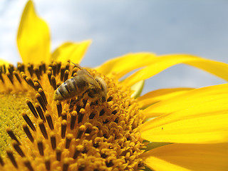 Image showing honey bee collecting pollen 4