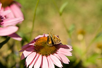 Image showing Crossline Skipper Butterfly polites origenes Pink 'Magnus' Echin