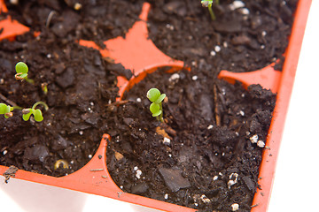 Image showing Overhead Daisy Seedlings Sprouting Pots Isolated