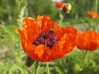 Image showing Poppy and the bee. The close-up of poppy flower pollinated by bee.