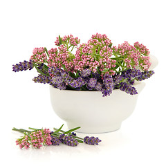 Image showing Valerian and Lavender Herb Flowers