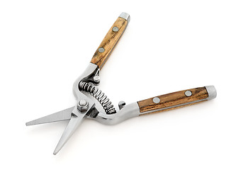 Image showing Secateurs