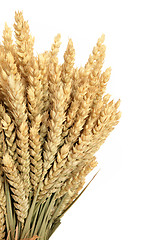 Image showing Wheat