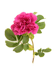 Image showing Rugosa Rose