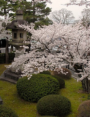 Image showing Spring Japanese garden