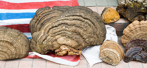 Image showing Tree Fungus Mushrooms Food Market Guangzhou China