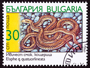 Image showing Canceled Bulgarian Postage Stamp Coiled Four-Lined Rat Snake, El