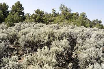 Image showing Sagebrush Outside Taos, New Mexico, USA