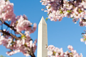 Image showing Washington Monument Pink Cherry Blossoms, DC, USA