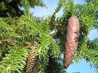 Image showing Spruce cone