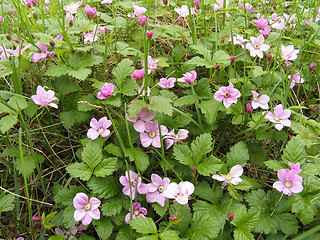 Image showing Rubus arcticus