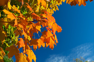 Image showing Orange, Red, Yellow Maple Leaves on Tree Fall Autumn Sky