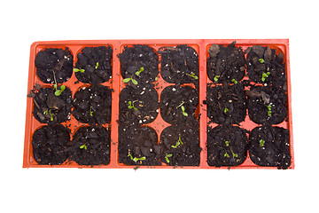 Image showing Overhead Daisy Seedlings Sprouting Pots Isolated