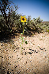 Image showing Helianthus Sunflower Sagebrush New Mexico Desert