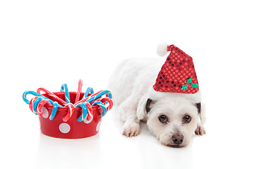 Image showing Cute dog with Christmas treats