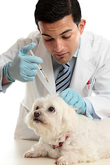 Image showing Vet medicating small dog needle