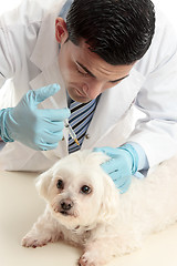 Image showing Vet inserting a needle syringe into pet