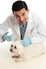 Image showing Vet treating a sick animal