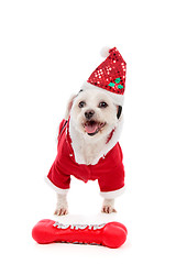 Image showing Dog wearing Santa Claus costume