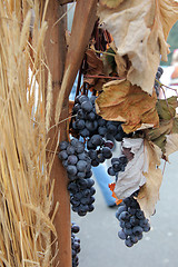 Image showing Blue grape cluster with leaves