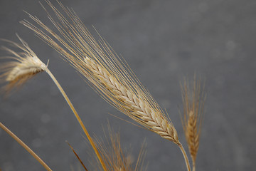 Image showing Wheat