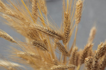 Image showing Wheat