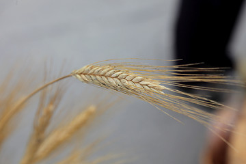 Image showing Wheat