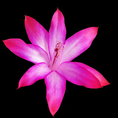 Image showing Zigocactus truncatus on black background