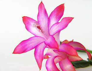 Image showing Zigocactus truncatus on white background