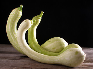 Image showing Trumpet zucchini, standing up
