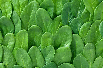 Image showing fresh spinach leaves background