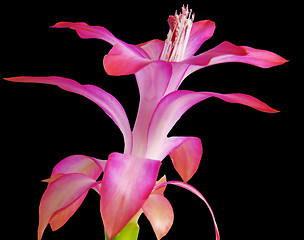 Image showing Zigocactus truncatus on black background