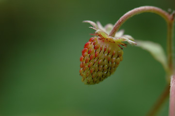 Image showing Wild strawberry