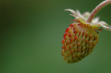 Image showing Wild strawberry