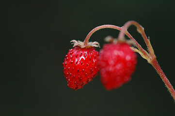 Image showing Wild strawberry