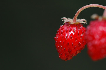 Image showing Wild strawberry