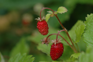 Image showing Wild strawberry