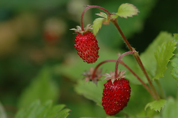 Image showing Wild strawberry