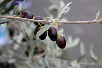 Image showing Branch of black olives