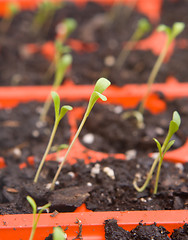 Image showing Daisy Seedlings Sprouting Tray Ready Transplanting