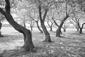 Image showing Black White Twisted Cherry Trees in Grove Washington DC