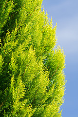 Image showing Colorful Arborvitae Evergreen Shrub Isolated Blue