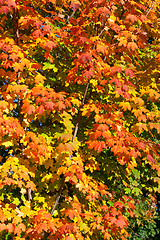 Image showing Orange, Red, Yellow Maple Leaves on Tree Fall Autumn