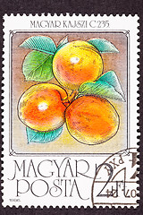 Image showing Post Stamp Ripe Orange Apricots Tree Branch Leaves