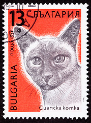 Image showing Canceled Bulgarian Postage Stamp Shorthaired Siamese Cat Breed