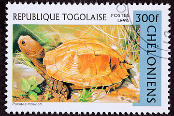 Image showing Canceled Togan Postage Stamp Orange Keeled Box Turtle Pyxidea Mo